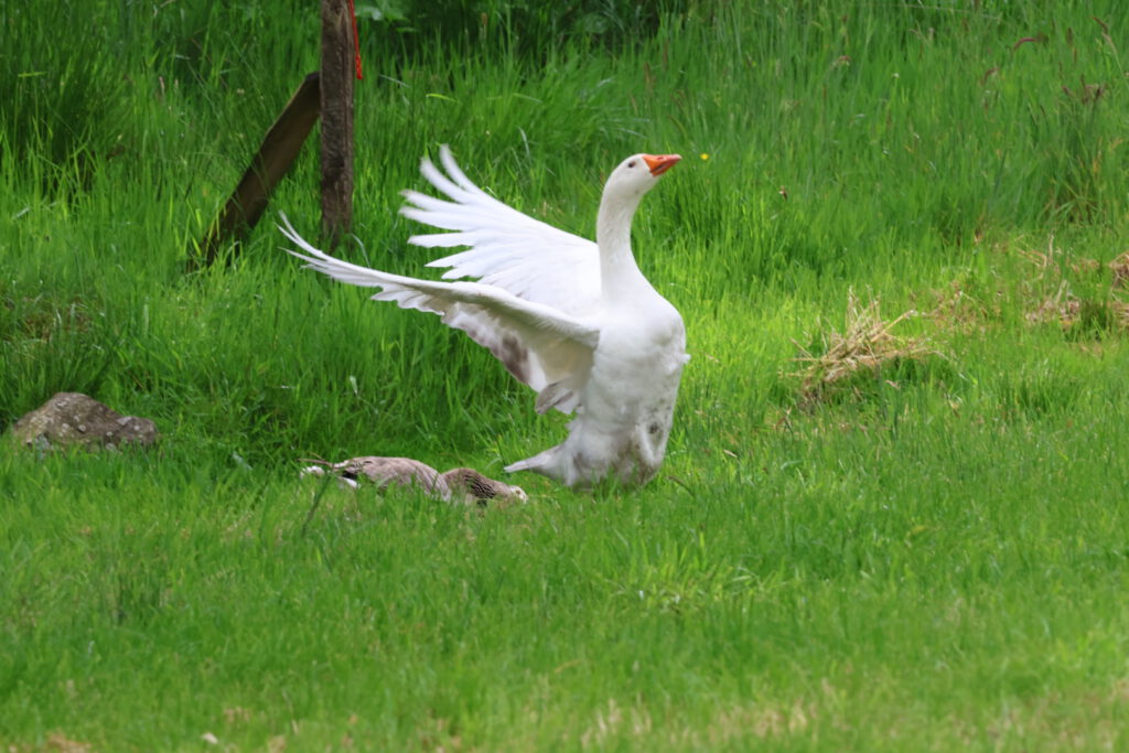 Ganter schlägt mit den Flügeln