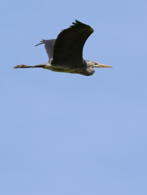 Fischreiher fliegend