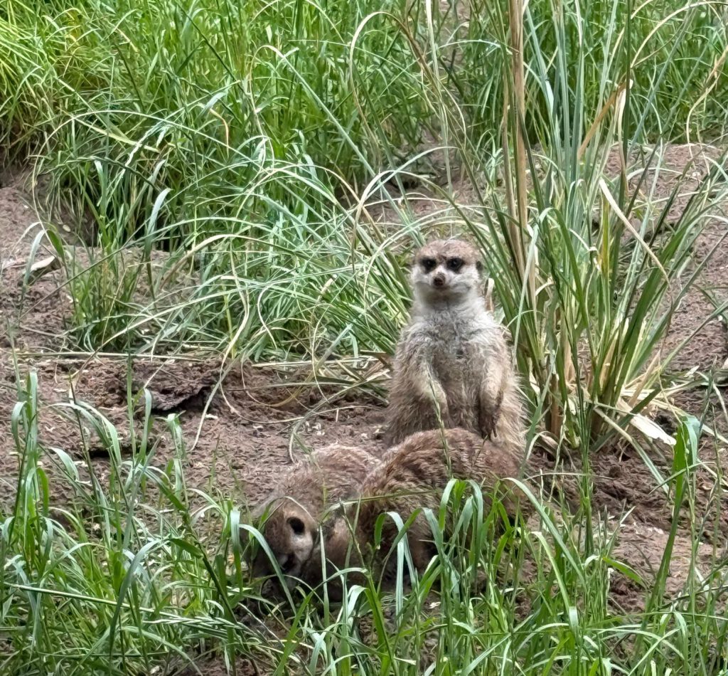 Erdmännchen im Gras