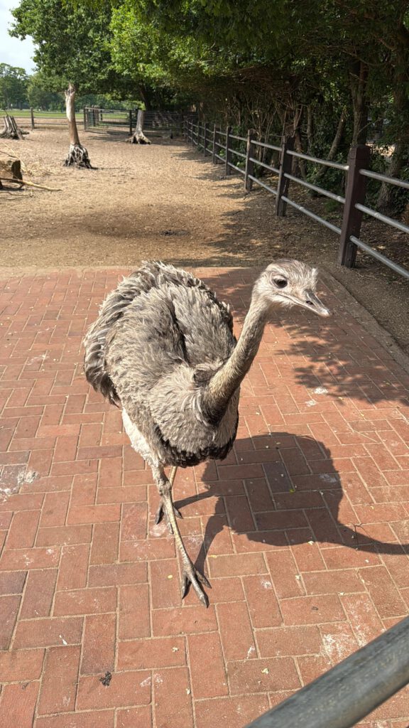 Vogel Strauß