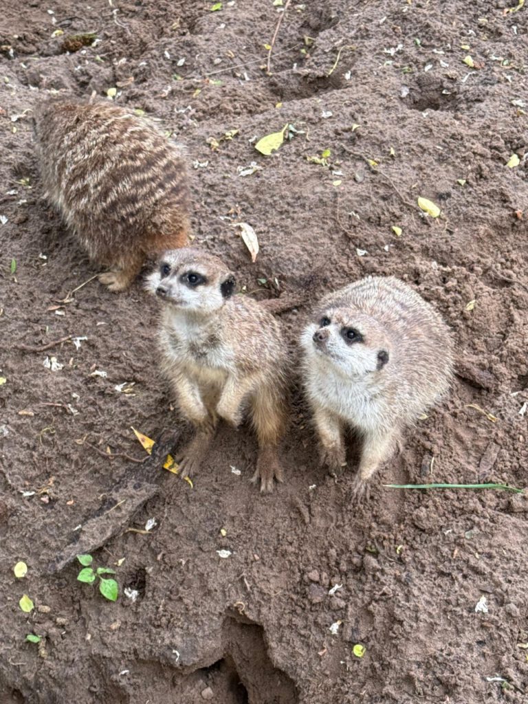 Erdmännchen